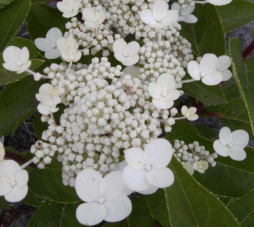 Rispenhortensie Dharuma