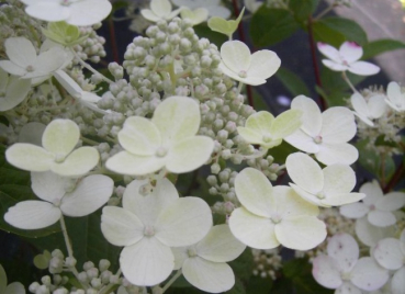 Rispenhortensie Early Sensation
