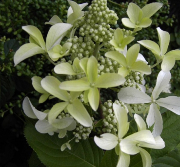 Hydrangea paniculata  Great Star  - Rispenhortensie -  40-60
