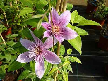 Preview: Clematis Empress TM Evipo011(N) (60-100 cm) Waldrebe/Klematis