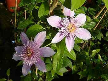 Preview: Clematis Empress TM Evipo011(N) (60-100 cm) Waldrebe/Klematis