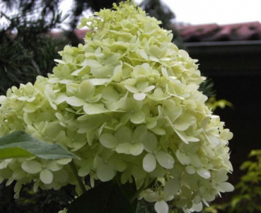 Hydrangea paniculata  Limelight  (R)  - Rispenhortensie - 40-60