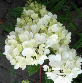 Vanille Fraise