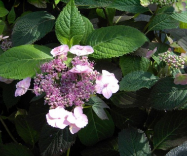 blaue Schirmhortensie Blue Billow