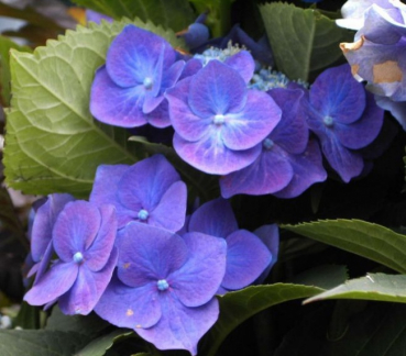 Tellerhortensie Blue Bird - lilablaue Schirmhortensie - Blütenheckenpflanze 30-40