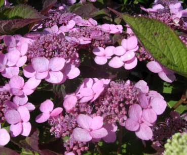 Kleinwüchsige Tellerhortensie Koreana