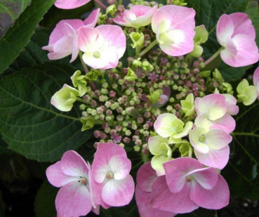 Tellerhortensie Rosalba