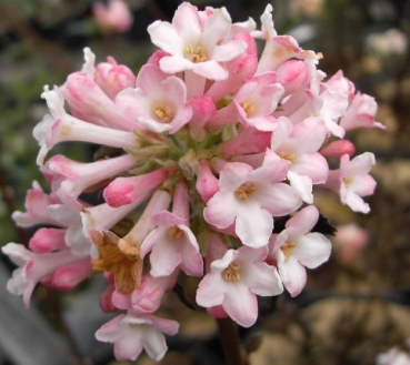 Viburnum bodnantense Charles Lamont - Winterschneeball - 40-60cm