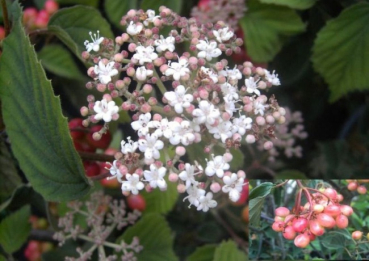 Viburnum dasyanthum - Raublütige Schneeball - 60-80cm