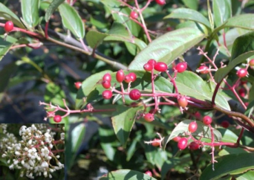Viburnum hillieri Winton - Schneeball - 40-60cm