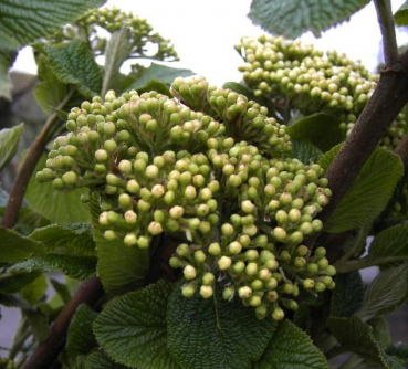 Viburnum lantana - Wolliger Schneeball -