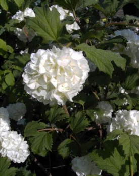 Viburnum opulus Roseum - Schneeball -