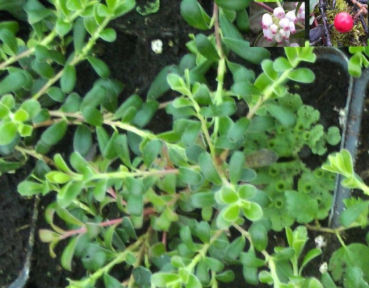 Arctostaphylos uva-ursi - Echte Bärentraube - Europäische Bärentraube - immergrün - 15-20 cm