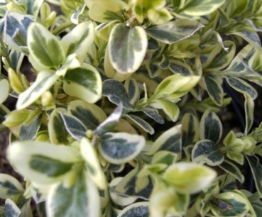 Buxus sempervirens Elegantissima - Buchsbaum Elegantissima -  20-25 cm