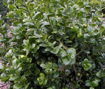 Buxus sempervirens Rotundifolia - Buchsbaum Rotundifolia, Großblättriger Buchsbaum -  30-40 cm