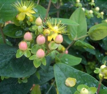 Hypericum inodorum  Magical Beauty®  - Schwarzes Johanniskraut - Mannsblut - 30-40 cm