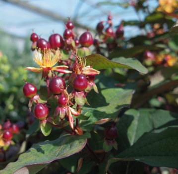 Preview: Hypericum inodorum Magical Universe - Johanniskraut Magical Universe - Mannsblut - 40-60 cm