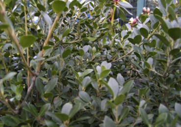 Ilex crenata Green Lustre - Japanischer Berg-Ilex Green Lustre - Japanische Stechpalme Green Lustre - Japanische Hülse -
