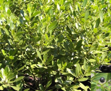 Ilex glabra - Kahle Winterbeere - Tintenbeere - Stechpalme - 20-30 cm