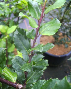 Ilex meserveae Blue Prince - Amerikanischer Ilex Blue Prince - Stechpalme - 40-50 cm