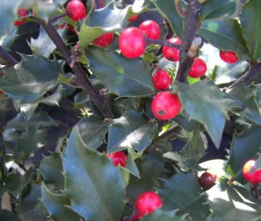 Ilex meserveae  Blue Princess  - Amerikanischer Ilex - Stechpalme - Amerikanische Hülse -