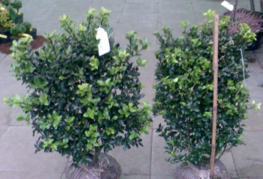 Ilex meservae Heckenstar