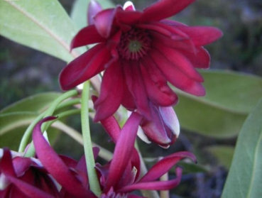 roter Sternanis