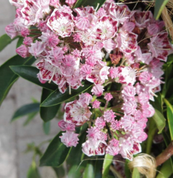kalmia latifolia
