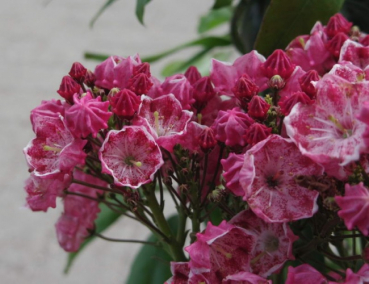 Preview: kalmia latifolia ostbo red
