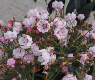 kalmia latifolia peppermint