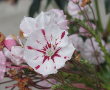 Preview: kalmia latifolia peppermint