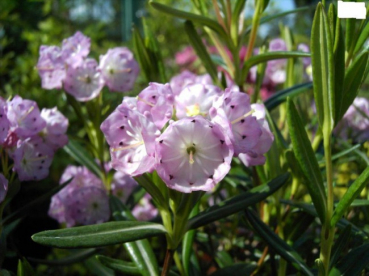 kalmia polifolia