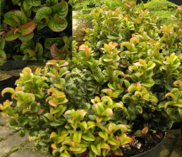 Leucothoe axillaris  Curly Red® - Lavendelheide - Traubenheide -  20-30 cm