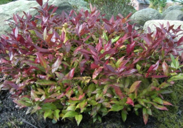 Leucothoe Scarletta ® / Zeblid - Traubenheide - Traubenmyrte - Lorbeerkrüglein -