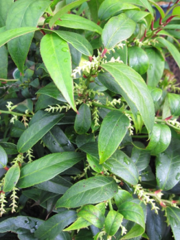 Leucothoe fontanesiana - syn. catesbaei - syn. walteri - Traubenheide - Traubenmyrte -
