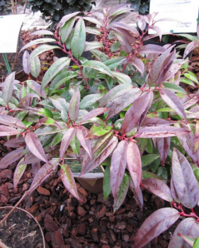 Leucothoe keiskei Royal Ruby - Kleine Traubenheide -  20-30cm