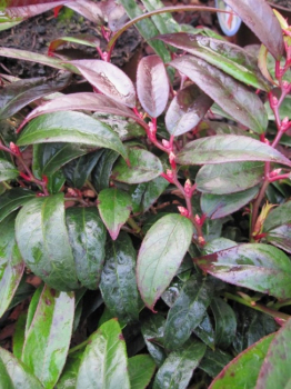 Preview: Leucothoe keiskei Royal Ruby - Kleine Traubenheide -  20-30cm