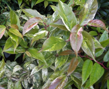Leucothoe walteri  Rainbow  - Traubenheide - Traubenmyrte -