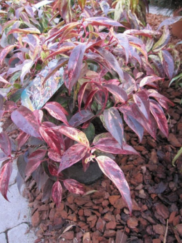 Preview: Leucothoe walteri  Rainbow  - Traubenheide - Traubenmyrte -