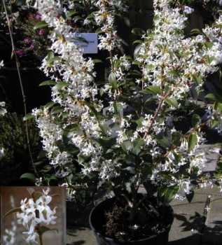 Osmanthus burkwoodii - Duftblüte -  40-60