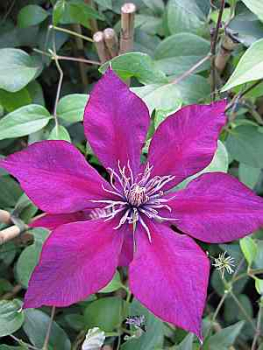 Preview: Clematis "Picardy" TM Evipo024(N) (60-100 cm) Waldrebe/Klematis