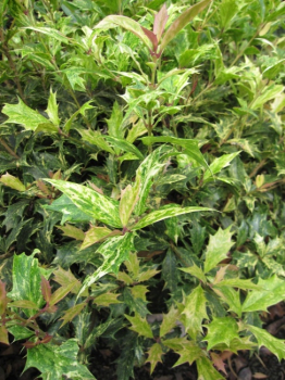Osmanthus heterophyllus Goshiki - Stachelblättrige Duftblüte -  30-40