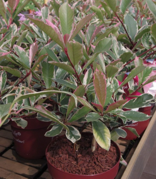 Photinia fraseri Pink Marble - Weißgrüne Glanzmispel -  30-40
