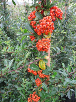 Pyracantha Orange Glow - Feuerdorn -  60-100