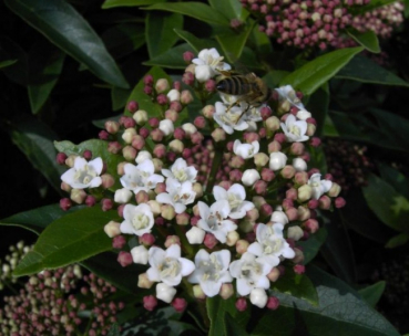 Viburnum tinus Eve Price - Lorbeerschneeball - 40-60cm