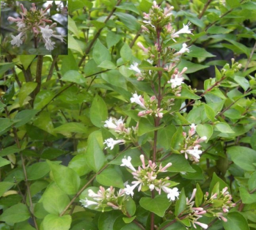 Abelelia chinensis - chinesische Abelie