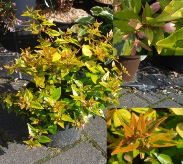 Abelie Gold Spot -  Abelia grandiflora Gold Spot