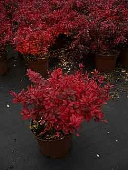 max Gelbspitzen-Lebensbaum 40-60cm hoch Thuja occidentalis Danica Aurea 25-30