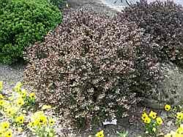 Preview: Berberis thunbergii Atropurpurea Nana (20-25 cm) Rote Zwergberberitze