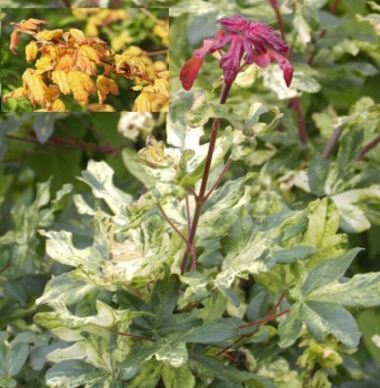 Acer campestre Magic spring - Feldahorn